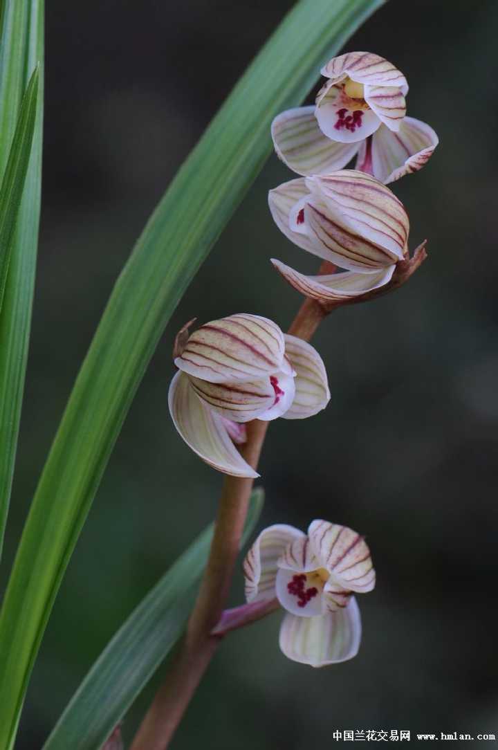 有空再上传下抱杆花状元梅.未来最想得到的:粉荷,华夏之星. 荷