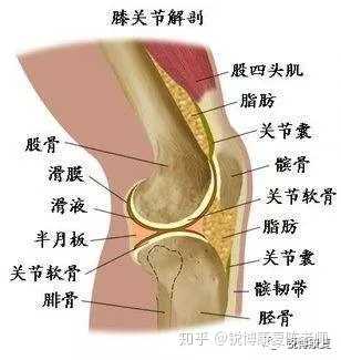 大家膝盖髌下脂肪垫炎都是如何痊愈的 知乎