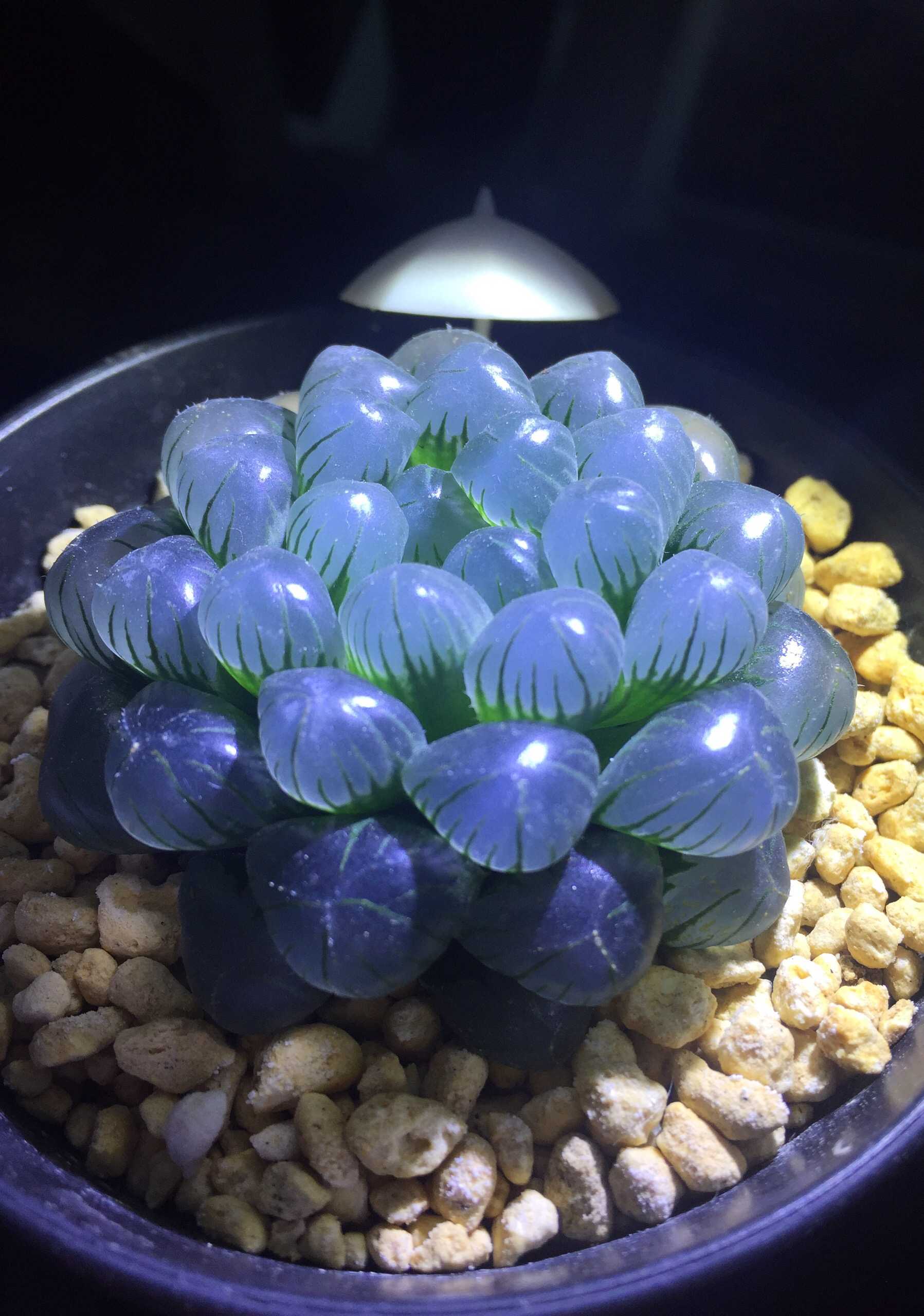 十二卷是百合亚纲天门冬目独尾草科十二卷属多肉植物的简称,也是