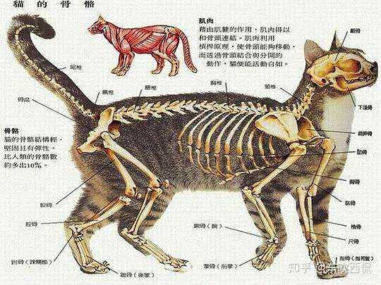 为什么猫咪能像液体一样