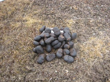 10,白马通 这是马粪