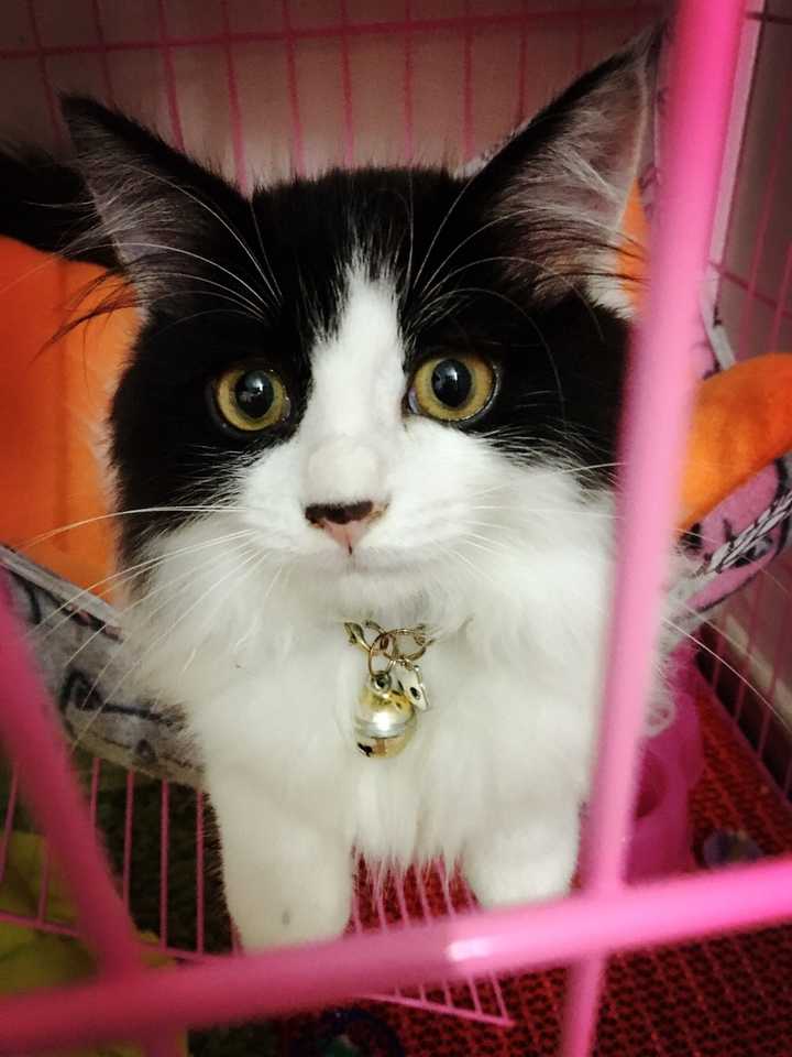 我家这猫到底是什么品种,求鉴定?