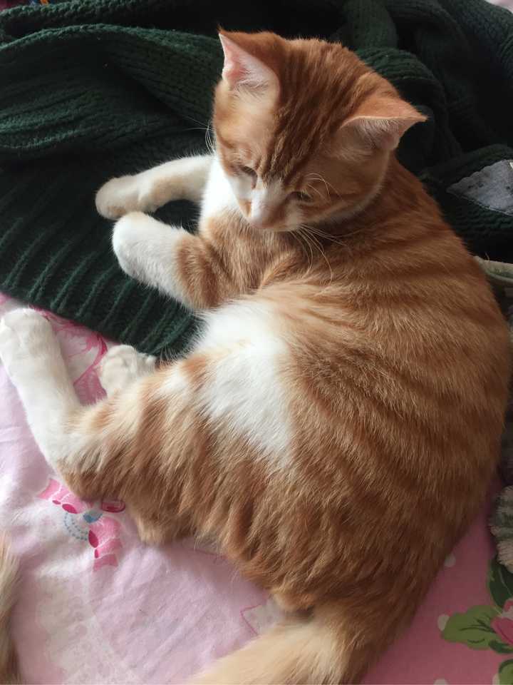请问养两只猫 不是橘猫 一个月大概需要多少钱 知乎 请问养两只猫 不是橘猫 一个月大概需要多少钱 知乎