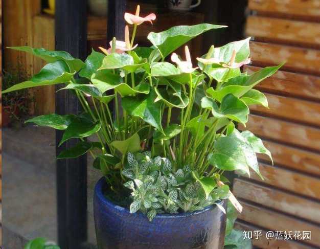 为什么花店的绿植买回家都活不长 知乎