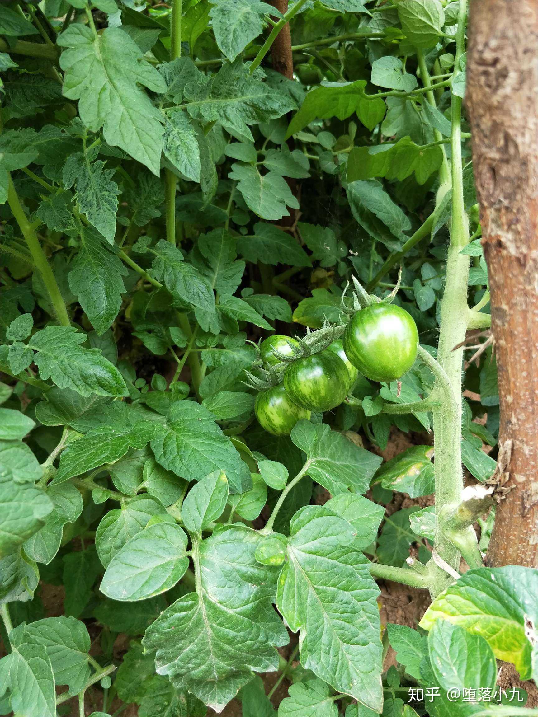 辣手摧瓜,嘘,悄悄地,谁都别告诉.