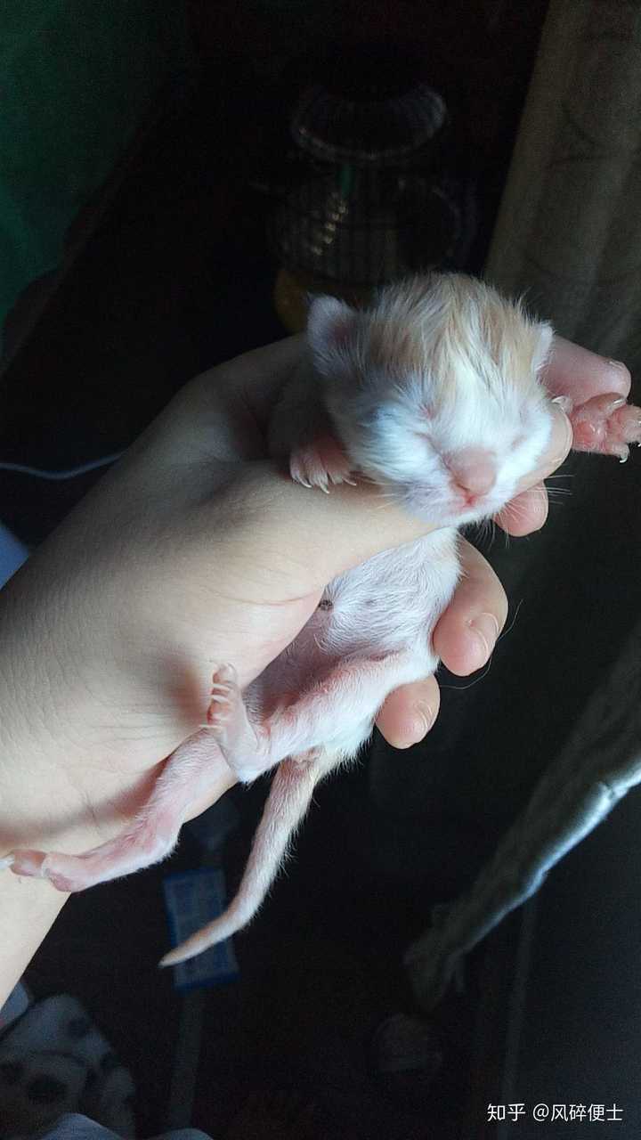 把一只刚出生的小奶猫一直养大是什么感觉?