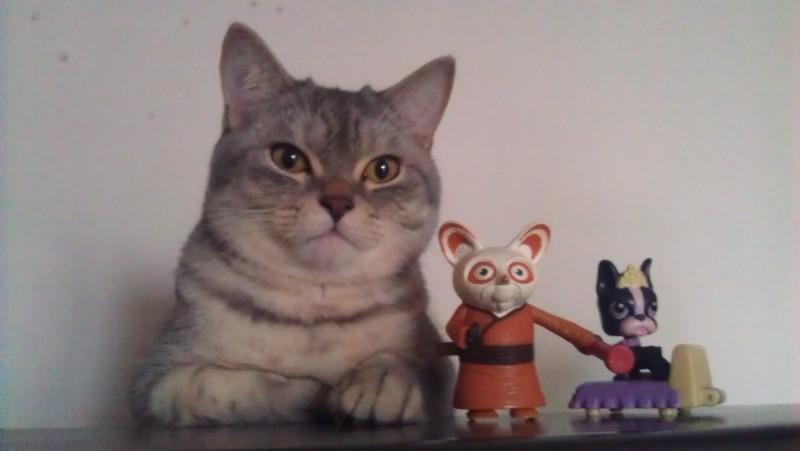 第一次养猫,是养公猫好还是母猫好?为什么? -