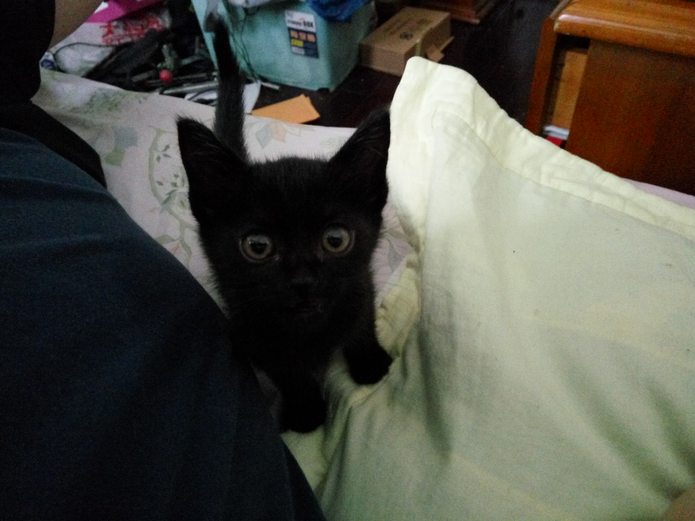 两个月的小猫可以吃蛋黄吗? - 兽医 - 知乎