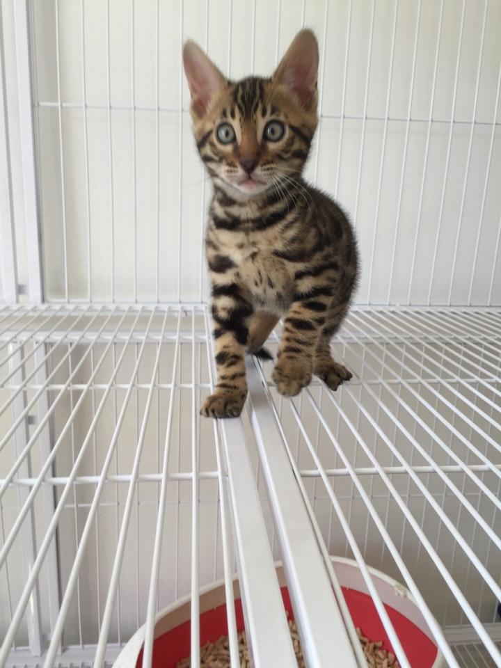 我想买一只孟加拉豹猫!请懂得人告诉我如何买