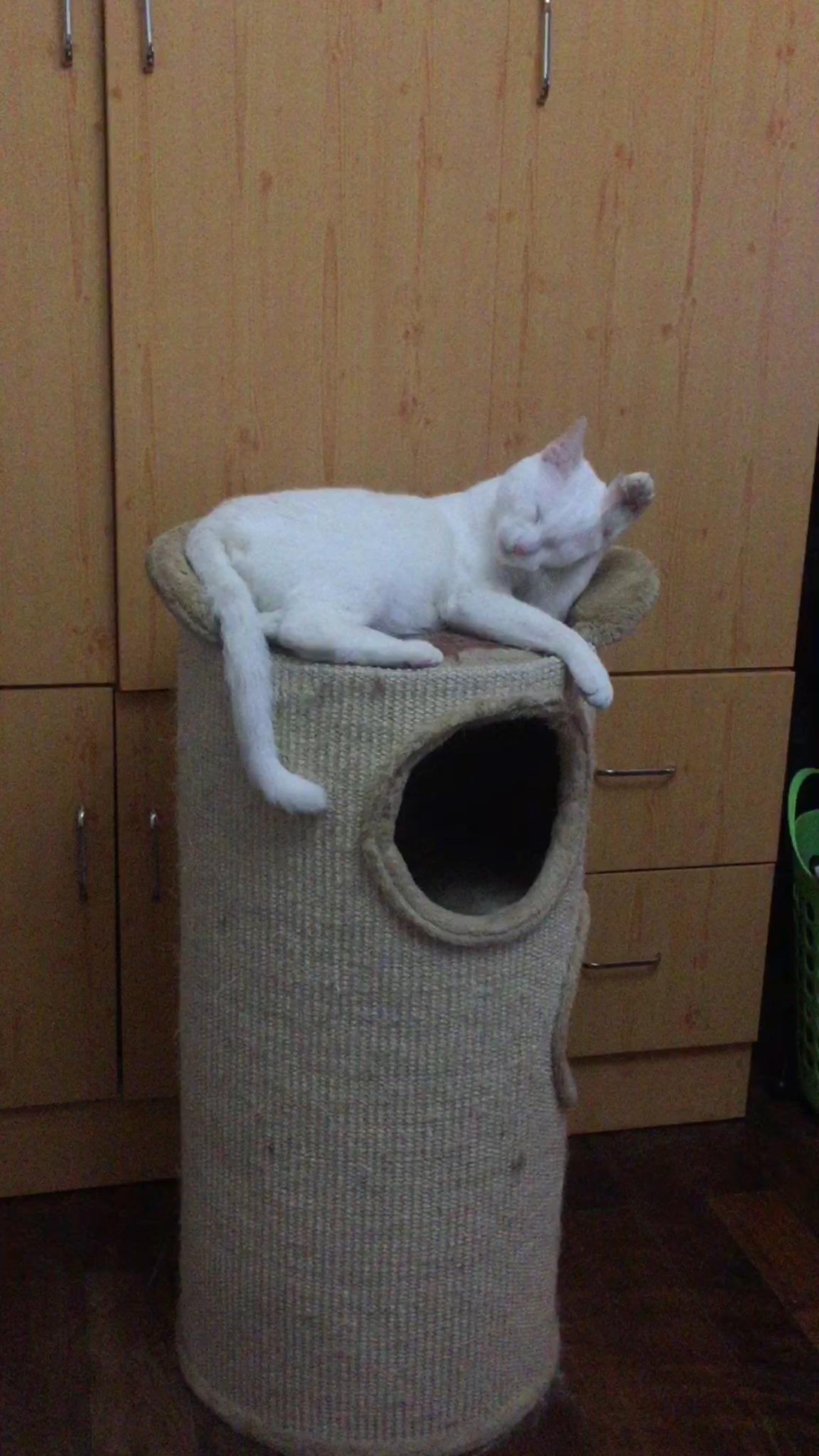 有哪些性价比很高的猫玩具? - 知乎用户的回答