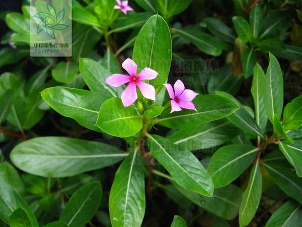 这种紫色的花的学名是什么 花瓣有点尖 五片花瓣 耳环花的学名 朴乐网