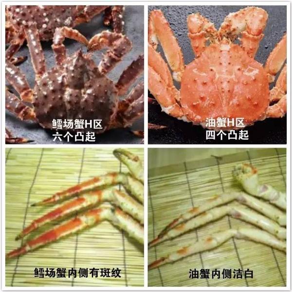 如何区分大闸蟹 毛蟹 青蟹 梭子蟹 河蟹 红蟳 螃蜞 帝王蟹 松叶蟹等蟹类物种 有路网问答