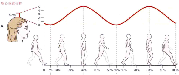 『浅谈步态』如何走路腿不粗② - 知乎