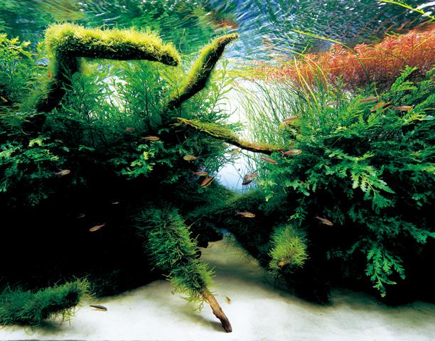 水草造景大师天野尚