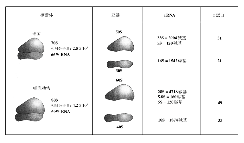 原核生物的核糖体和真核生物的核糖体除沉降系数以外的差别在哪里