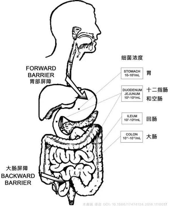 吃一点就腹胀会是小肠细菌过度生长吗