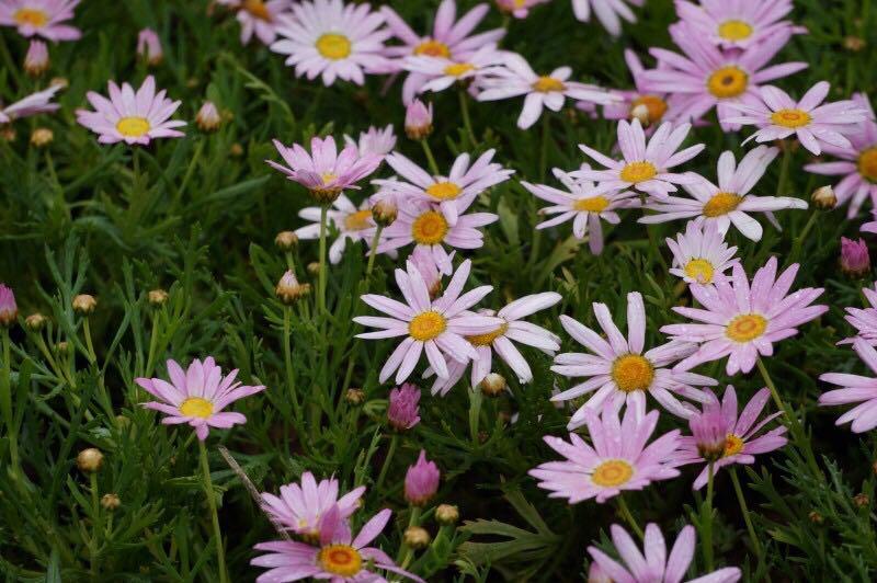 这个品种的菊花叫什么