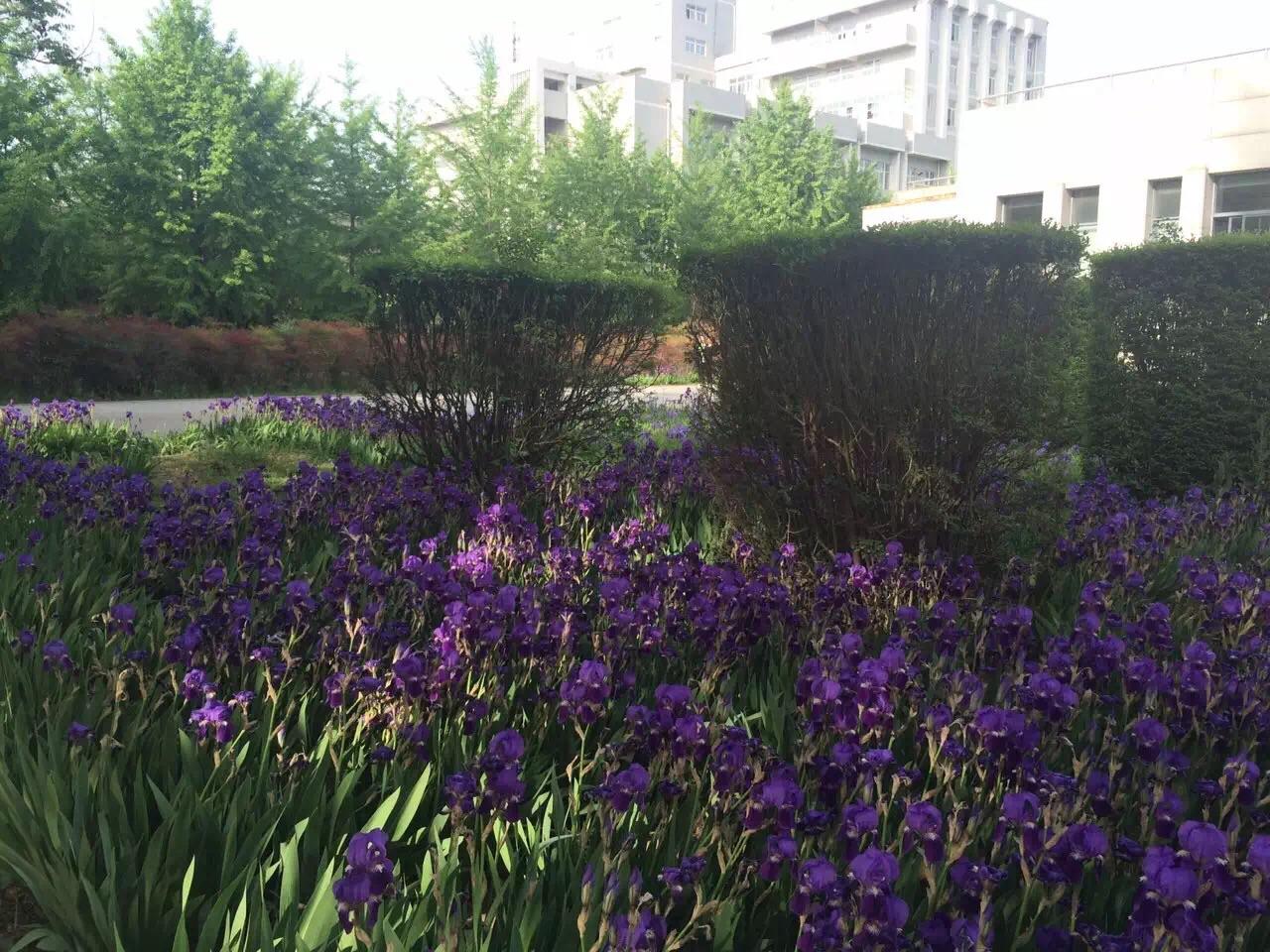 这种紫色的是什么花? - 花卉 - 知乎