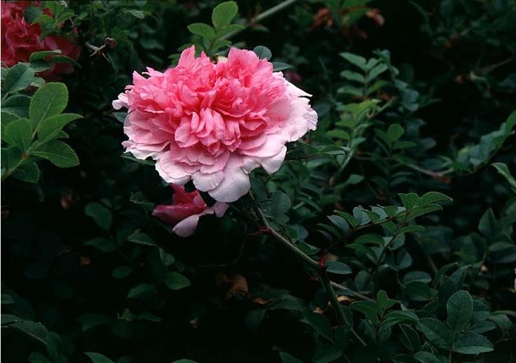 【花名册】送春归,十六夜蔷薇 - 知乎