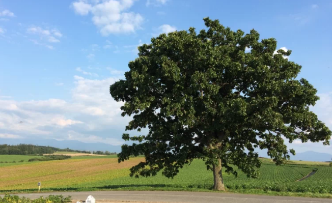 北海道有哪些不得不去的景點呢?總共花費大概要多少?