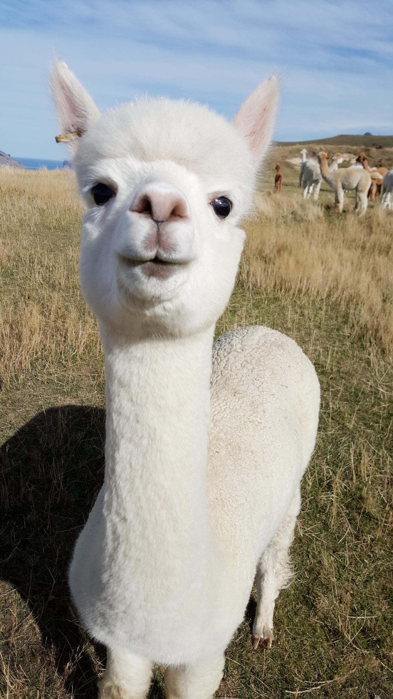 【莎玛拉羊驼牧场（Shamarra Alpaca Farm）摄影图片】基督城风光摄影_新西兰南岛风光摄影_太平洋电脑网摄影部落