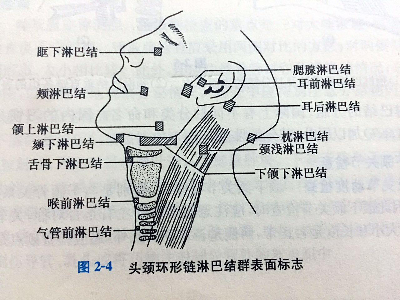 颈部淋巴图片结构图-图库-五毛网