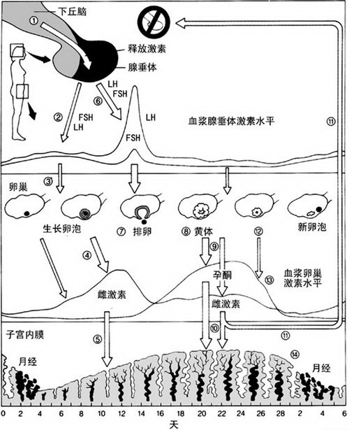 短效避孕药的原理