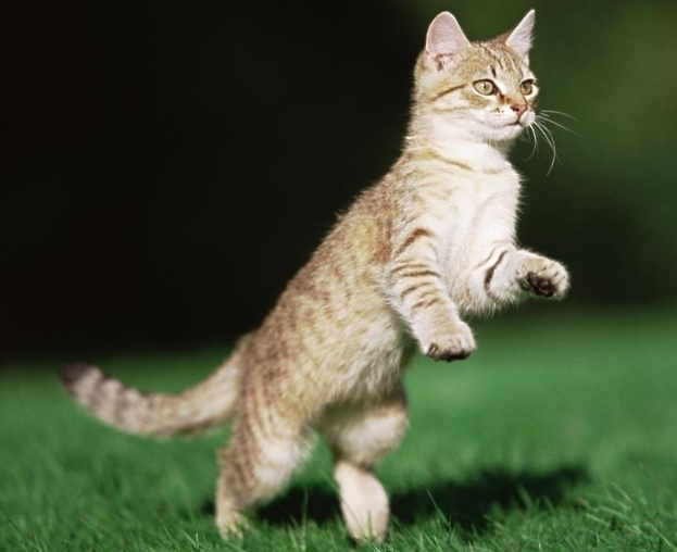 App 推广有哪些小技巧? - App 推广