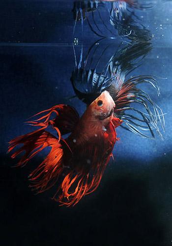 有哪些漂亮有好养的动物? - 赵钢的回答