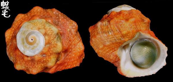 一种很常见的蝾螺——瘤珠螺,右图中青灰色的就是它半圆形凸起的钙质