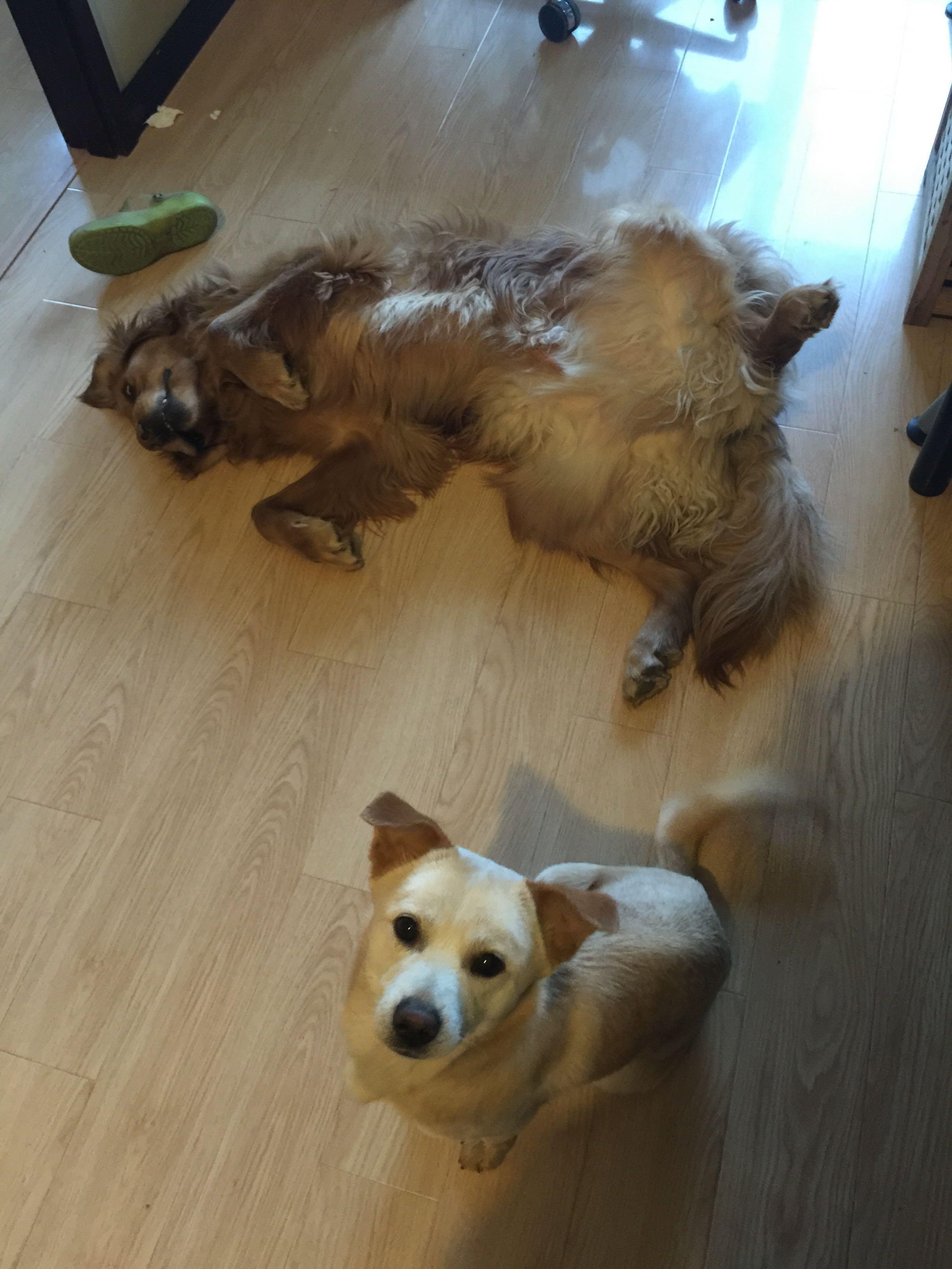 大型犬如金毛可以和小型犬一起养吗?家有一岁