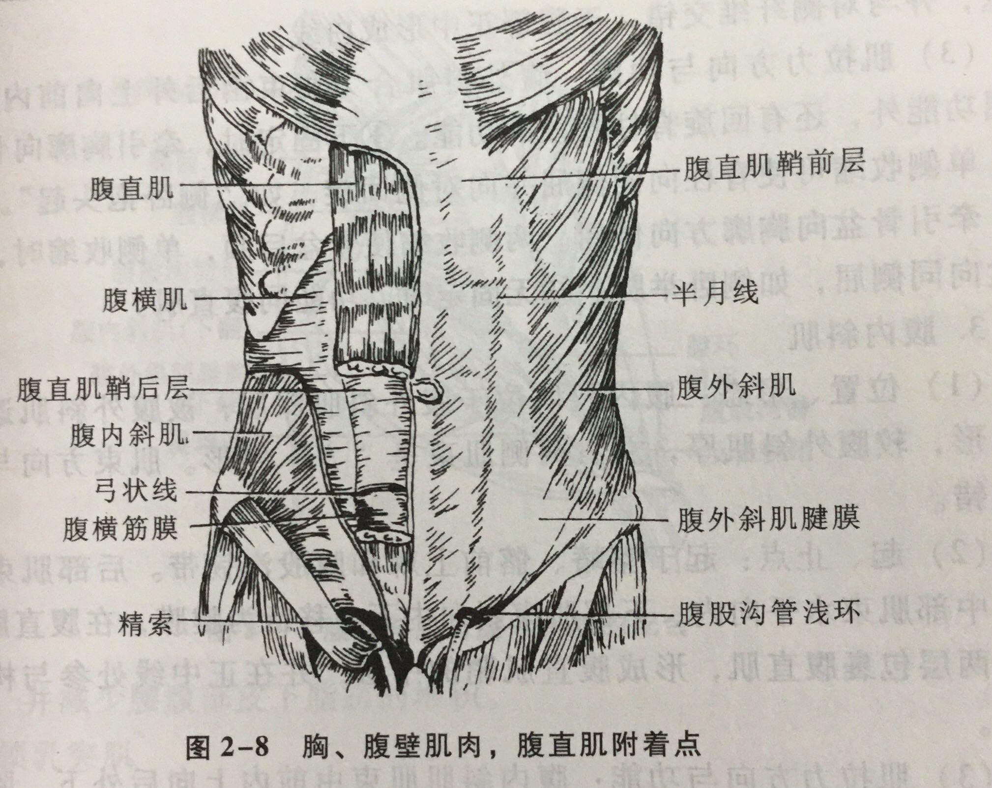 正确的慢跑姿势应该是怎样的