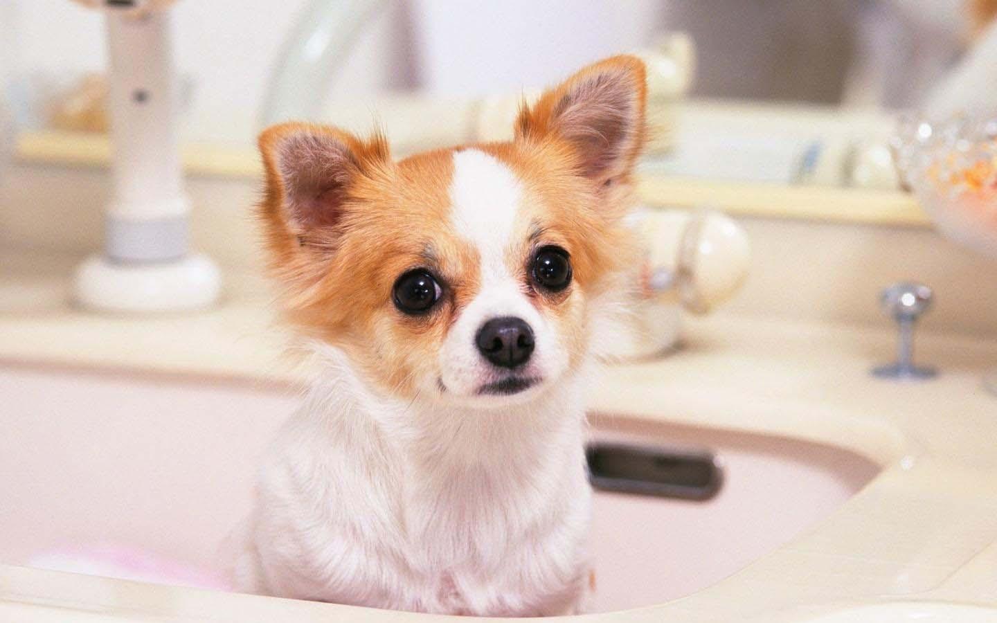 吉娃娃犬