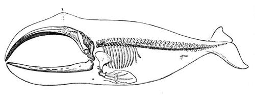 鲸鱼骨架手绘图片图片