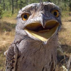 有哪些可爱却不常见的动物 知乎 阳洋 16 04 04 蛙嘴夜鹰 茶色蟆口鸱 编辑于16 04 04 著作权归作者所有 展开阅读全文 打开知乎app 查看全部回答