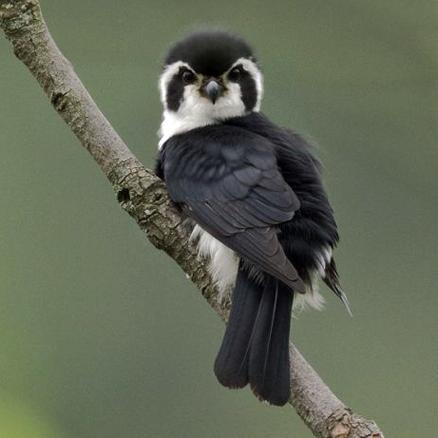 鹰,隼,雕,枭的区别是什么?