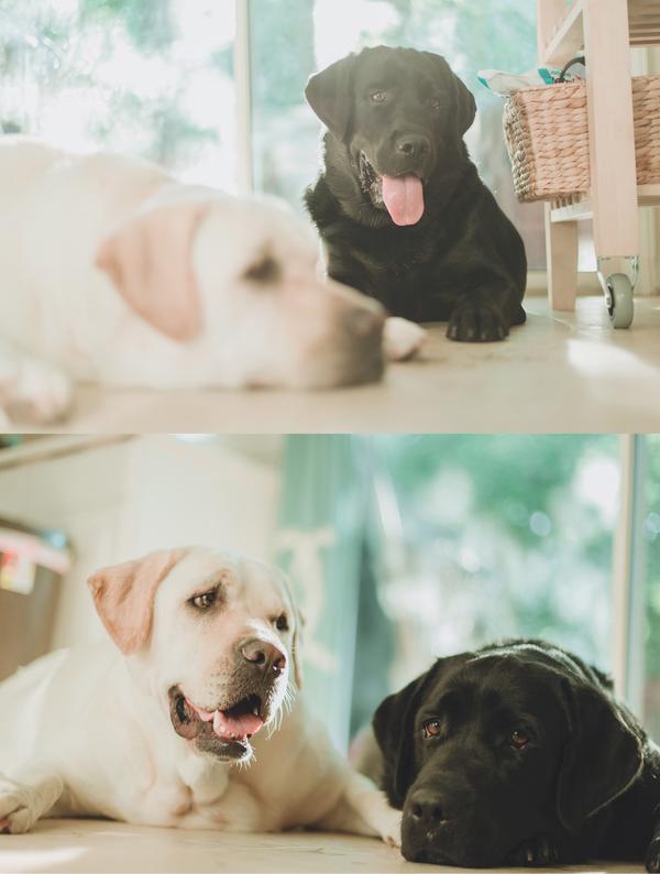 英式和美式的拉布拉多的区别?