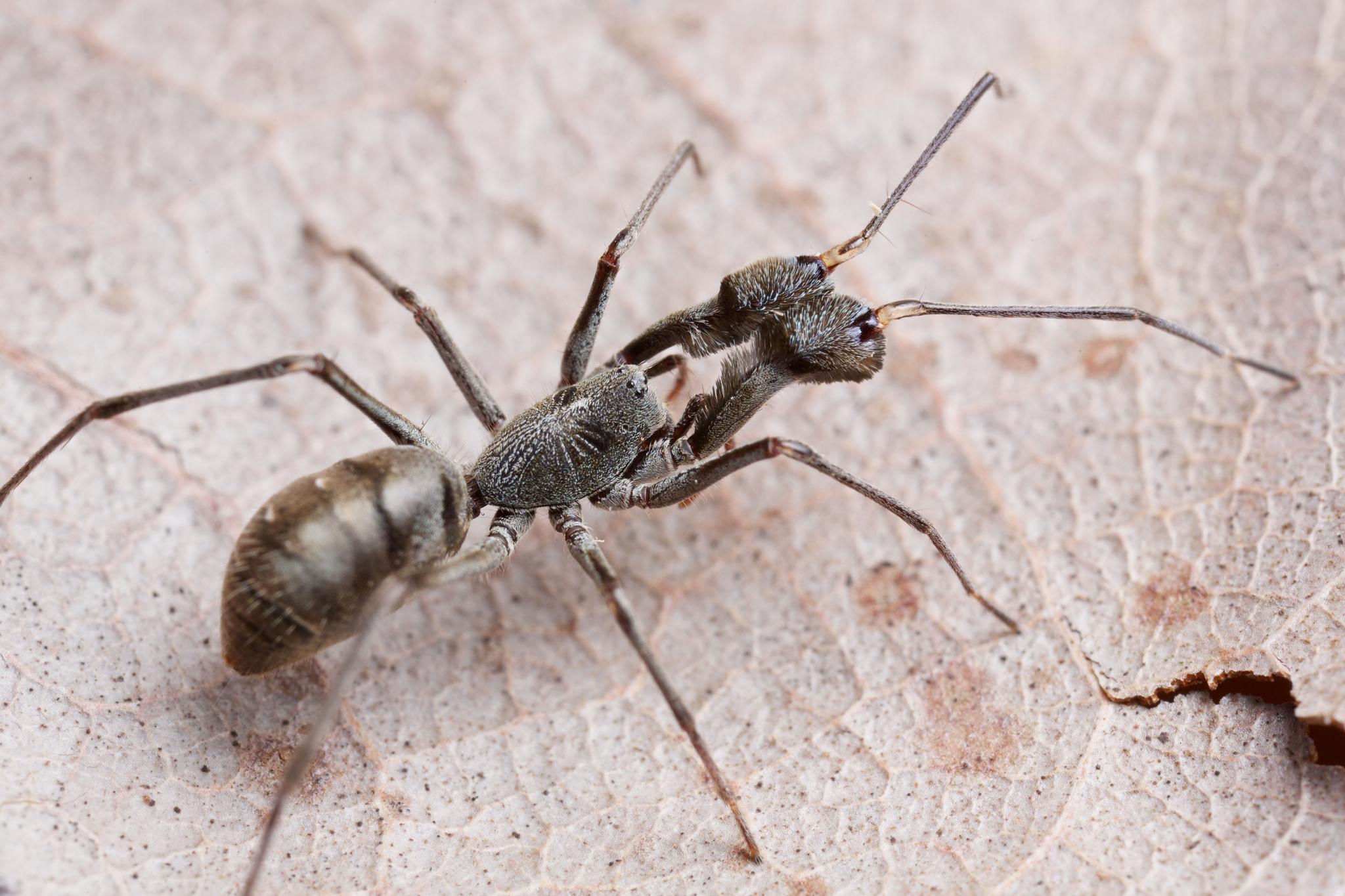分别是: 蟹蛛科 跳蛛科 跳蛛科 蟹蛛科  大头蚁蟹蛛 圆颚蛛科 虽然科