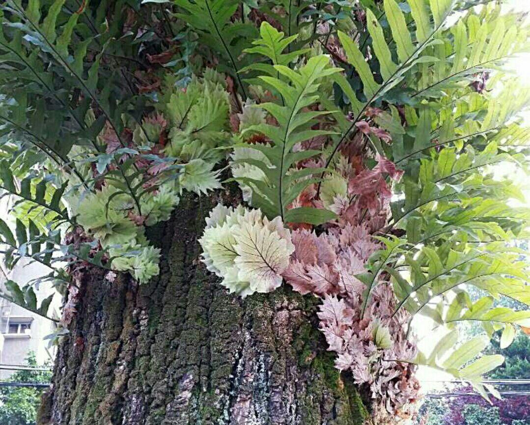 请问这是什么树树干上长满了树叶还是说是什么寄生植物长在树上呢