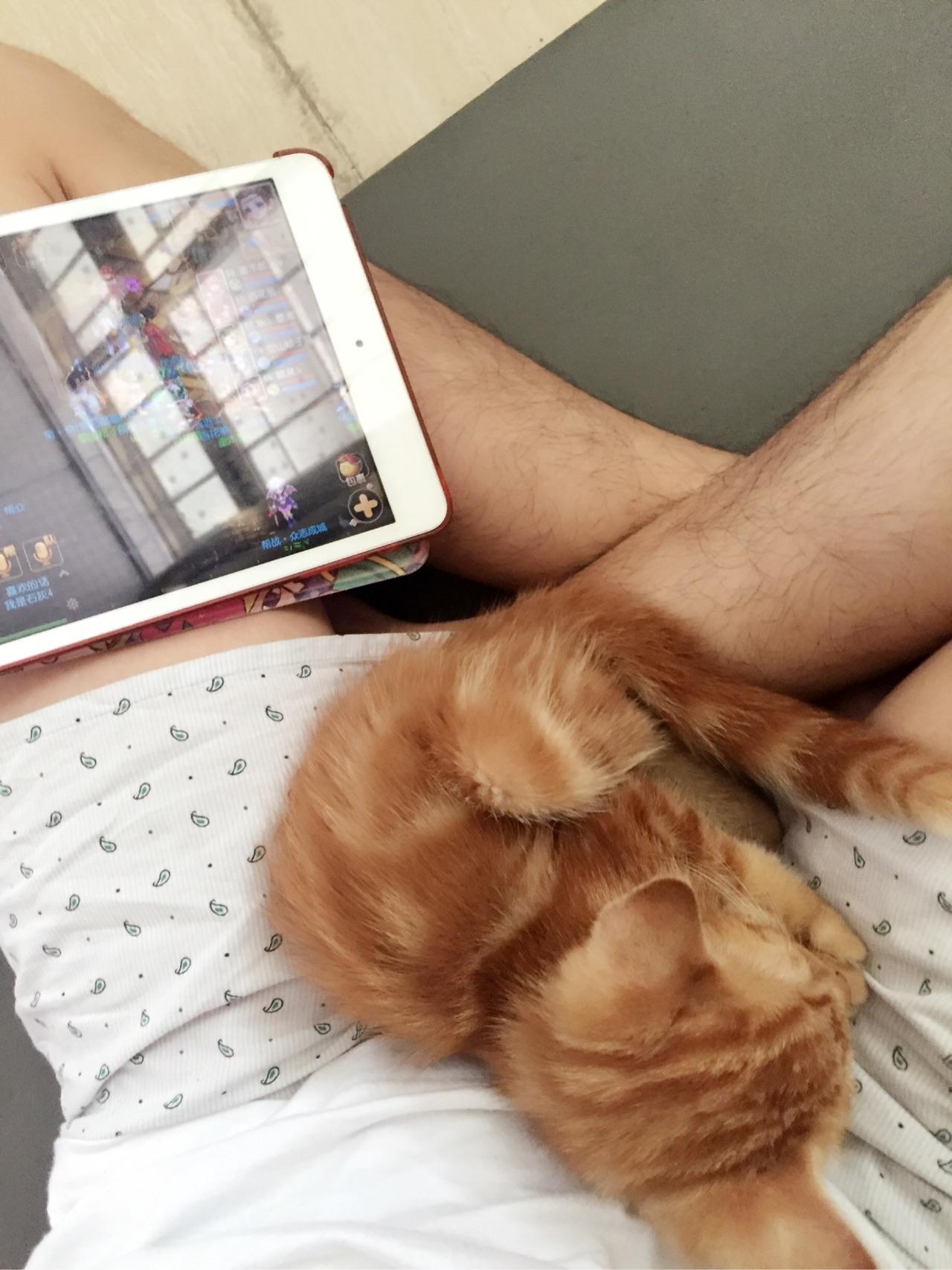 中华田园猫的颜值可以多高?