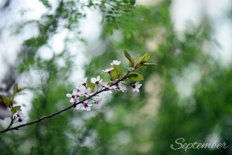 早春开花花卉区别 知乎