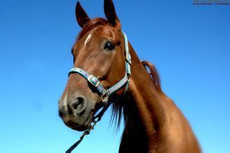 【连载25】【深夜重口味】【十二生肖】动物