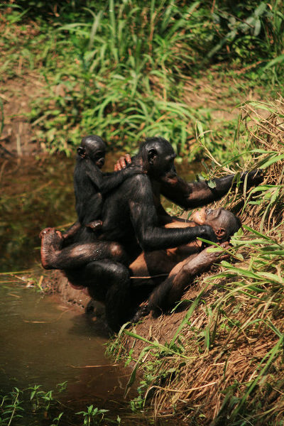 在性生活方面,倭黑猩猩是与人类最为相似的动物