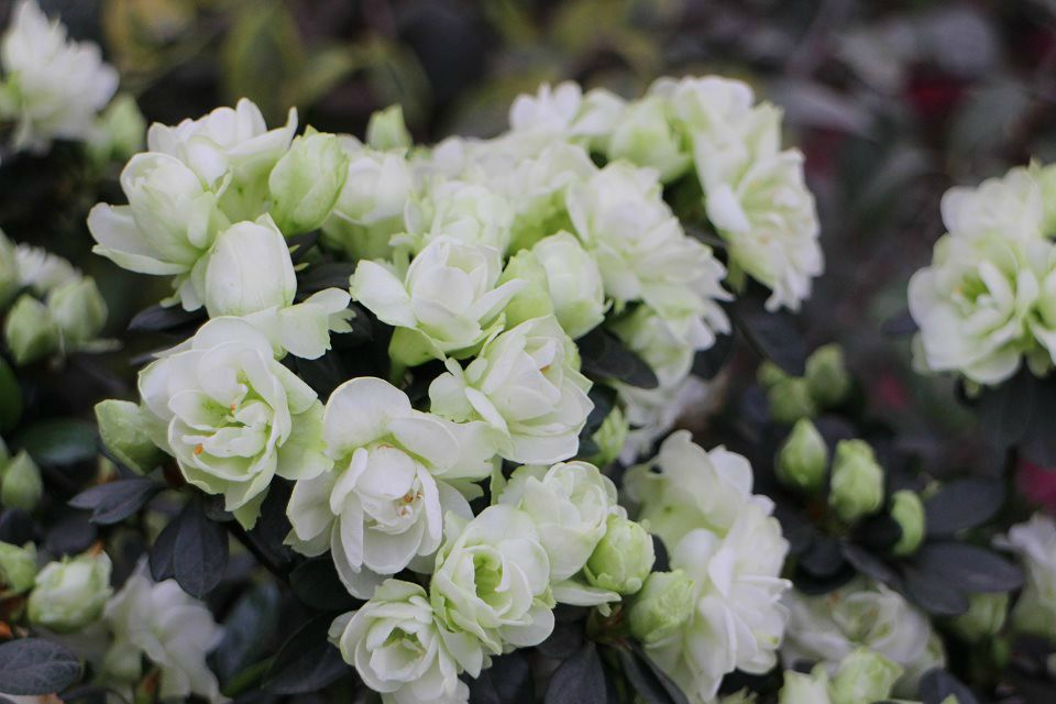 清明节放假从成都出发去哪玩? - 旅游 - 知乎