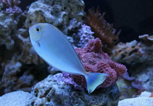 黑天线虾虎是一种鰕虎鱼呐!