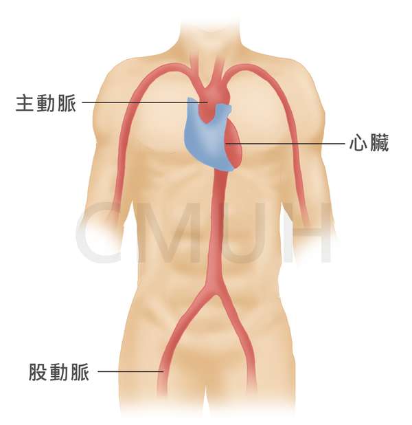 股动脉位置的图示图片