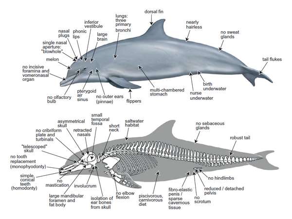 鲸鱼骨架素描图片