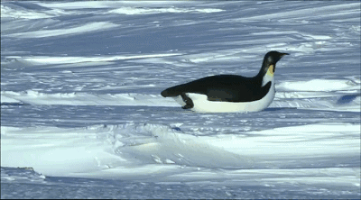 帝企鹅傻 fufu 的,有时候还会把领导的位置让给特务来做.