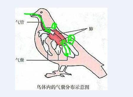 鸟类内脏结构图图片