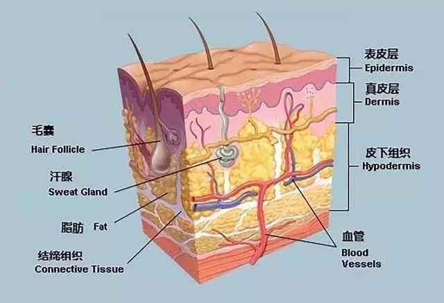 人体最大的器官—皮肤,居然没有像其他大型哺乳类受到广泛的毛发